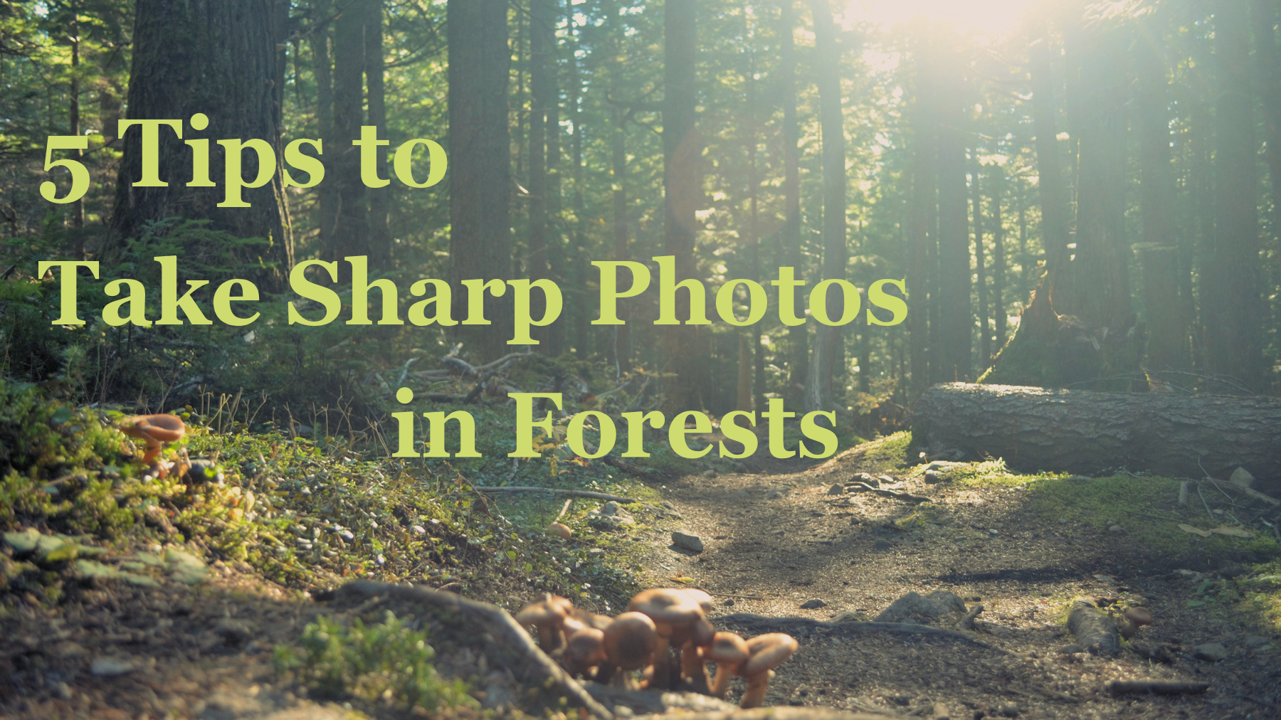 How to Beat the Shade: 5 Tips to Take Sharp Photos in Forests